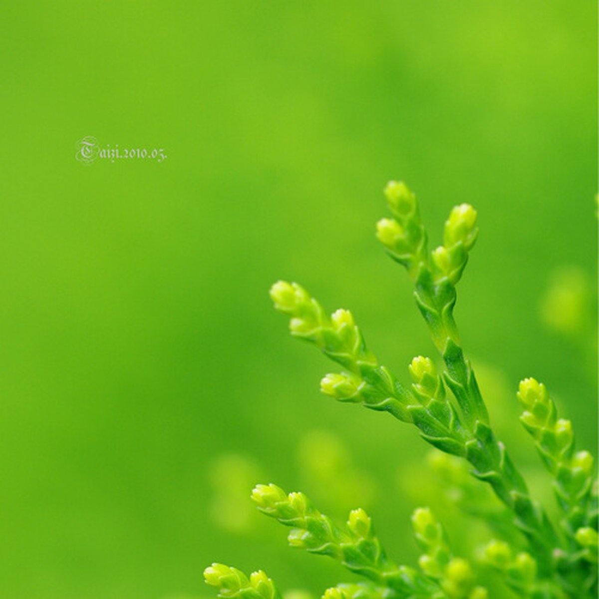 <p>green</p><p>(lǜ sè)</p>
