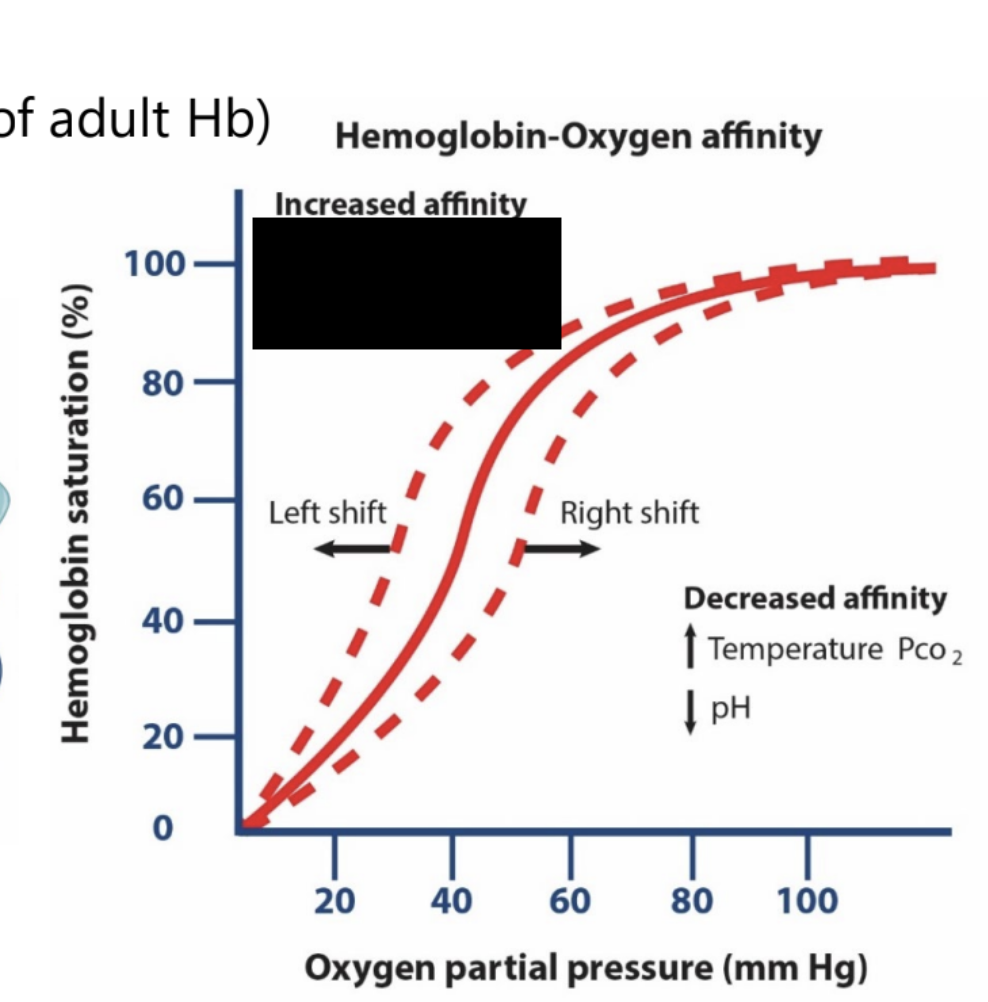 <p><strong>hemoglobin: hemoglobin-oxygen affinity</strong></p><ul><li><p>increased affinity is associated with what changes in the sigmoidal curve?</p></li></ul><p></p>
