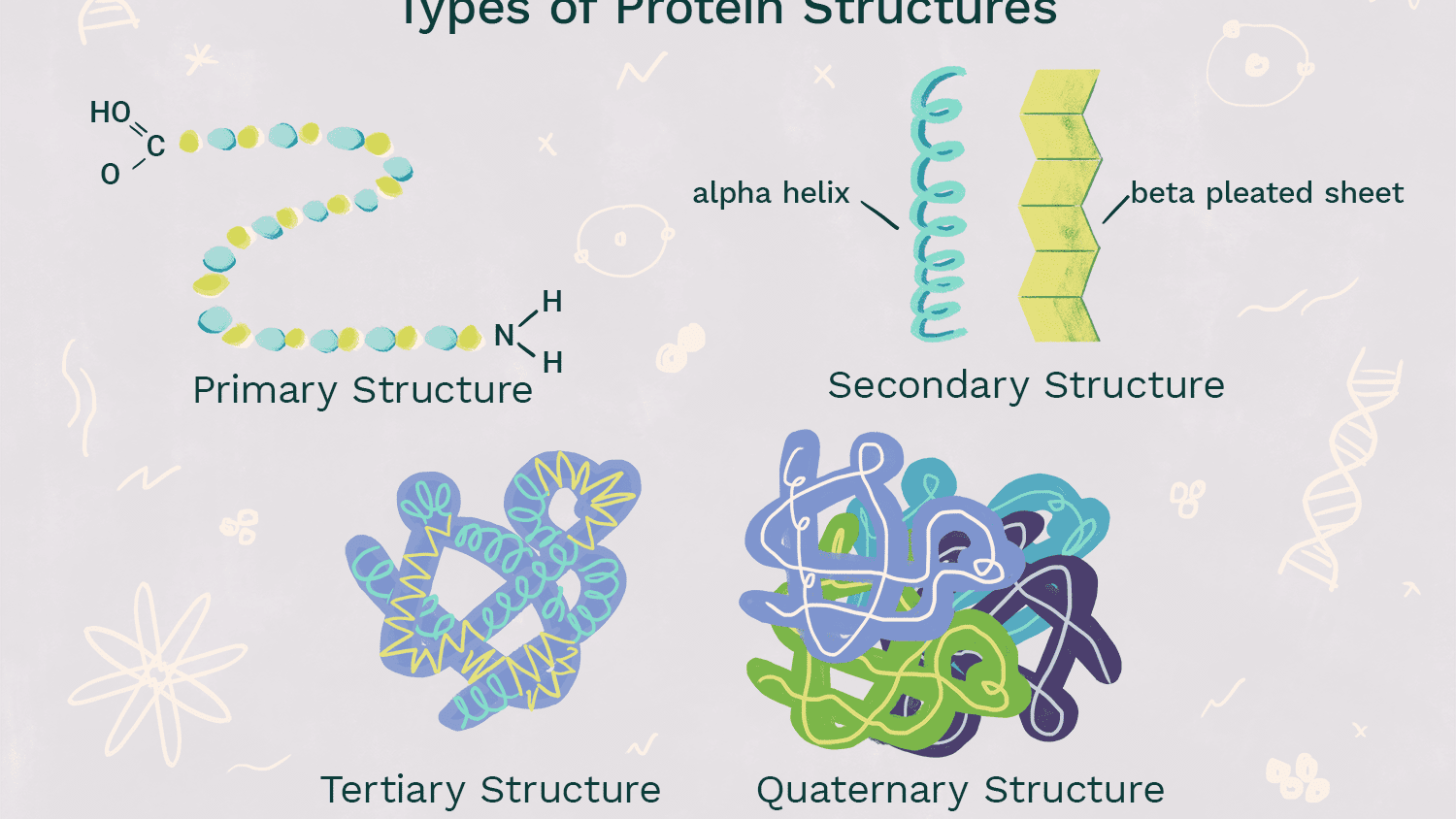 <p>-coils and folds that are patterned in protein -result from Hydrogen bonding of the peptide backbone causing the amino acids to bend into repeating patterns (oxygen has partial negative, and hydrogen attached to nitrogen have a partial positive, so weak hydrogen bonds from that strengthen and shape protein) -Alpha Helix: Polypeptide coils into a helix shape because of hydrogen bonding between every 4th amino acid -Beta Pleated Sheet: 2 or more segments of the polypeptide bend sharply and lie parallel to each other, hydrogen bonds form between parts of these segments</p>