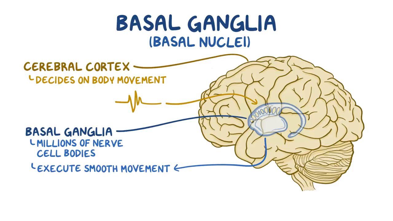 <p>Deep Gray Matter in Cerebrum that Regulate Motor Output</p>
