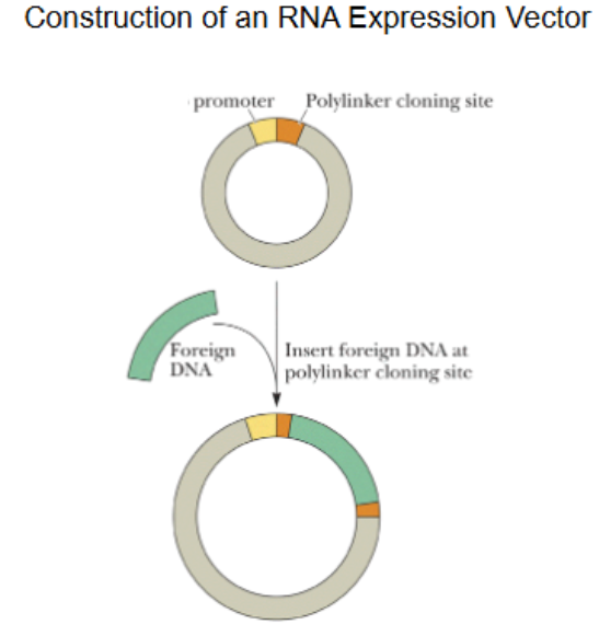 <p>A plasmid cloning vector, foreign DNA often human cDNA. Cut at polylinker cloning site w/ restriction endonuclease (EcoRI), add foreign DNA, anneal shut, seal w/ DNA ligase enzyme.</p>