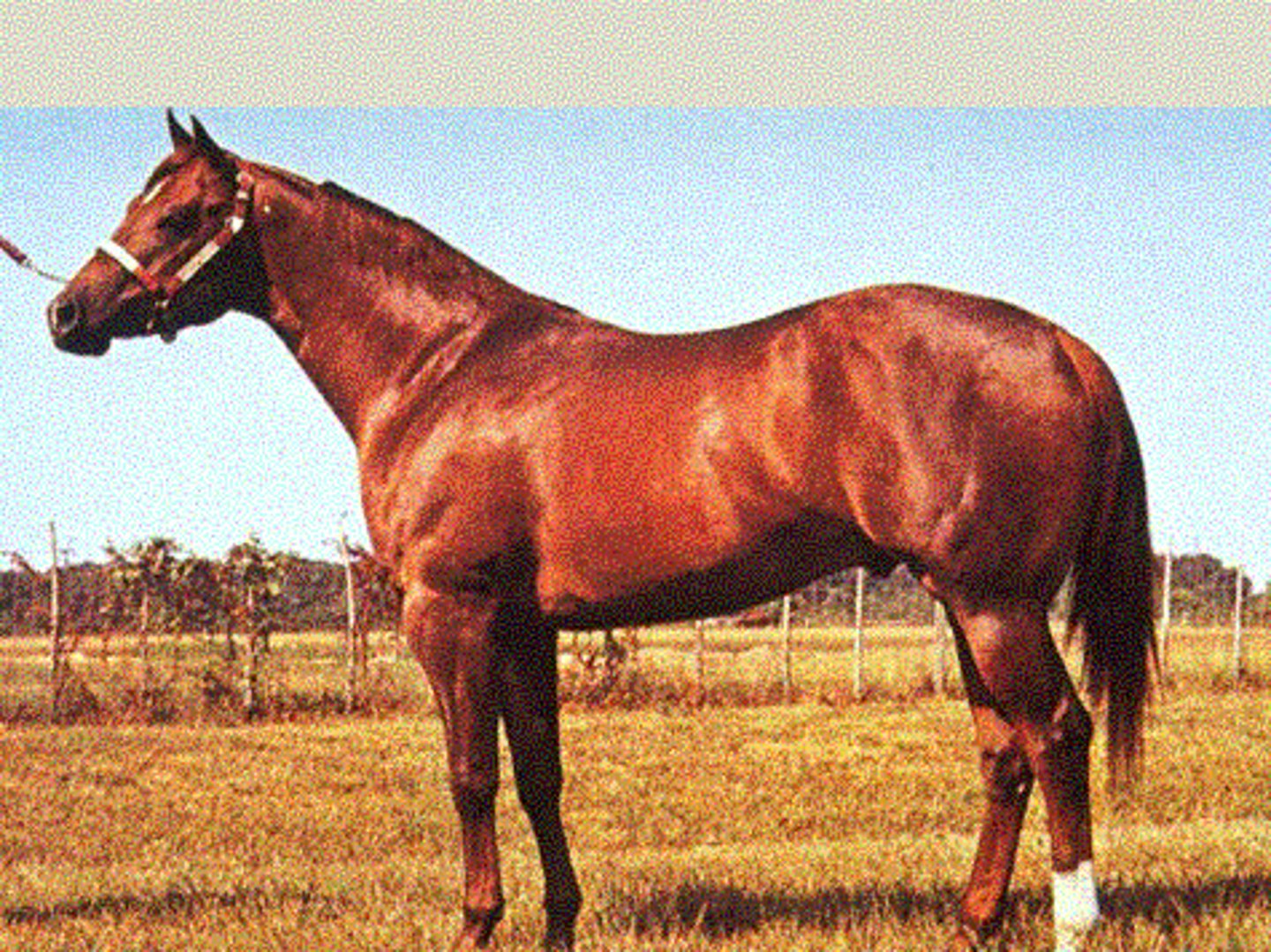 <p>light horse breed:</p><p>"fearless champion;" most popular breed of horse; originated in America; American Quarter Horse Association- AQHA; uses: racing, cutting- some are very agile, fastest in the quarter mile; always a solid color; can register 1/2 Quarter horse and 1/2 Thoroughbred</p>