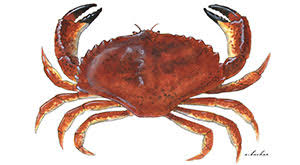 <p>Red Rock Crab is a species of crab found in the coastal waters of the Pacific, recognized for its vibrant red color and robust claws. It prefers rocky environments and is popular in both commercial and recreational fishing. </p>