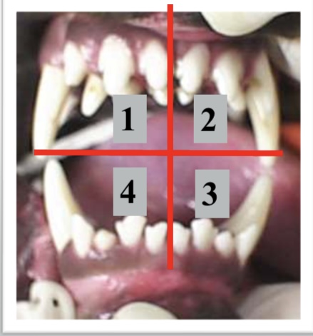 <p>Name the quadrants of the mouth? </p>