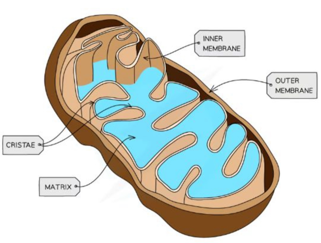<ul><li><p>Site of aerobic respiration</p></li><li><p>Surrounded by a double membrane</p><ul><li><p>Inner membrane folds in on itself to form a <span style="color: yellow">cristae</span> - this increases it surface area</p></li></ul></li><li><p>The cristae forms the <span style="color: yellow">matrix</span>, where many enzymes that are needed for respiration can be found</p></li><li><p>Smaller, circular mitochondrial DNA (mtDNA) and ribosomes are also found here</p><ul><li><p>They need their own to supply themselves to deal with their ‘high work load’</p></li></ul></li><li><p>Can vary in shape and size </p></li></ul>