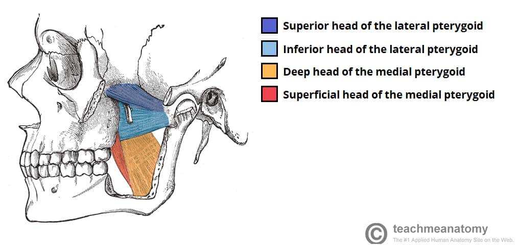 <p><strong>Origin</strong></p><p><span><strong>Deep head</strong>: medial surface of lateral pterygoid plate<br><strong>Superficial head</strong>: tuberosity of maxilla</span></p><p><strong>Insertion</strong></p><p><span>Medial surface of ramus of mandible</span></p><p><strong>Peripheral Innervation</strong></p><p>Mandibular Division of Trigeminal Nerve (CN V3)</p><p><strong>Segmental Innervation</strong></p><p>Mandibular Division of Trigeminal Nerve (CN V3)</p><p><strong>Action</strong></p><p>Acting bilaterally, elevate mandible &amp; help to protrude mandible<br>Acting alternately, produce grinding motion</p>