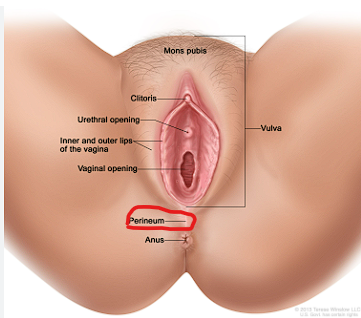 <ol><li><p>the area between the <span><u>anus</u></span> and the <span><u>scrotum</u></span> or <span><u>vulva</u></span>.</p></li></ol><p>perineum: (<strong>perí</strong>): A preposition meaning <strong>"around," "about," or "near."</strong></p><ul><li><p class="ds-markdown-paragraph">(<strong>inéō</strong>): An verb meaning <strong>"to empty out," "to excrete,"</strong> or <strong>"to discharge."</strong> This verb is related to the Greek word for feces.</p></li></ul><p class="ds-markdown-paragraph"><strong>Literal Interpretation:</strong></p><p class="ds-markdown-paragraph">Therefore, the most accurate literal meaning of the Greek <em>perineon</em> is <strong>"the region around (the points of) excretion."</strong> or <strong>"that which is around the discharge (areas)."</strong></p><p>perineum refers both to the area of the surface of the trunk between the thighs and the buttocks, extending from the coccyx to the pubis, and to the shallow compartment lying deep (superior) to this area but inferior to the pelvic diaphragm. The perineum includes the anus and external genitalia: the penis and scrotum of the male and the vulva of the female</p>
