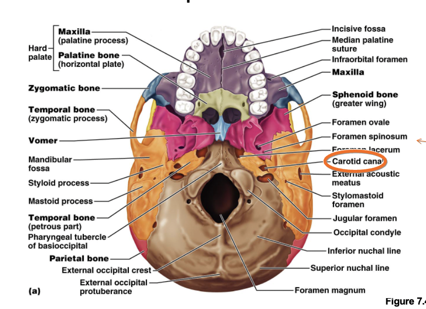 <p><span>nuchal ligament attaches also an inferior nuchal line</span></p>