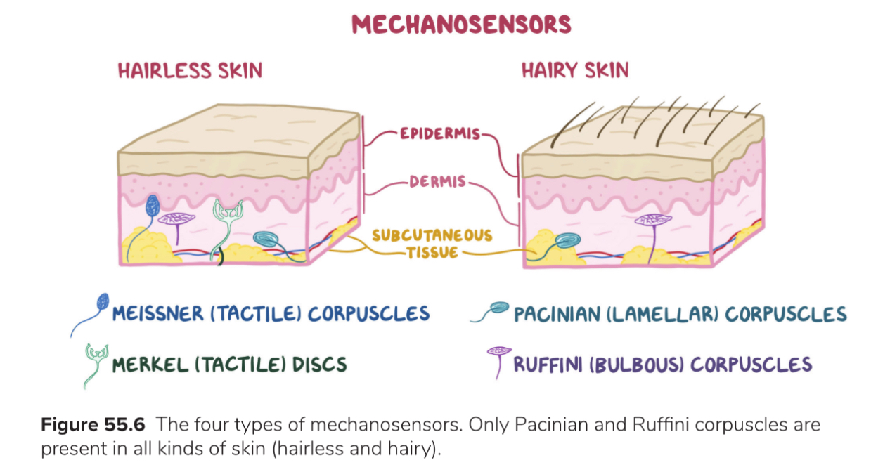 <p>Types of mechanoreceptors: function + location</p>