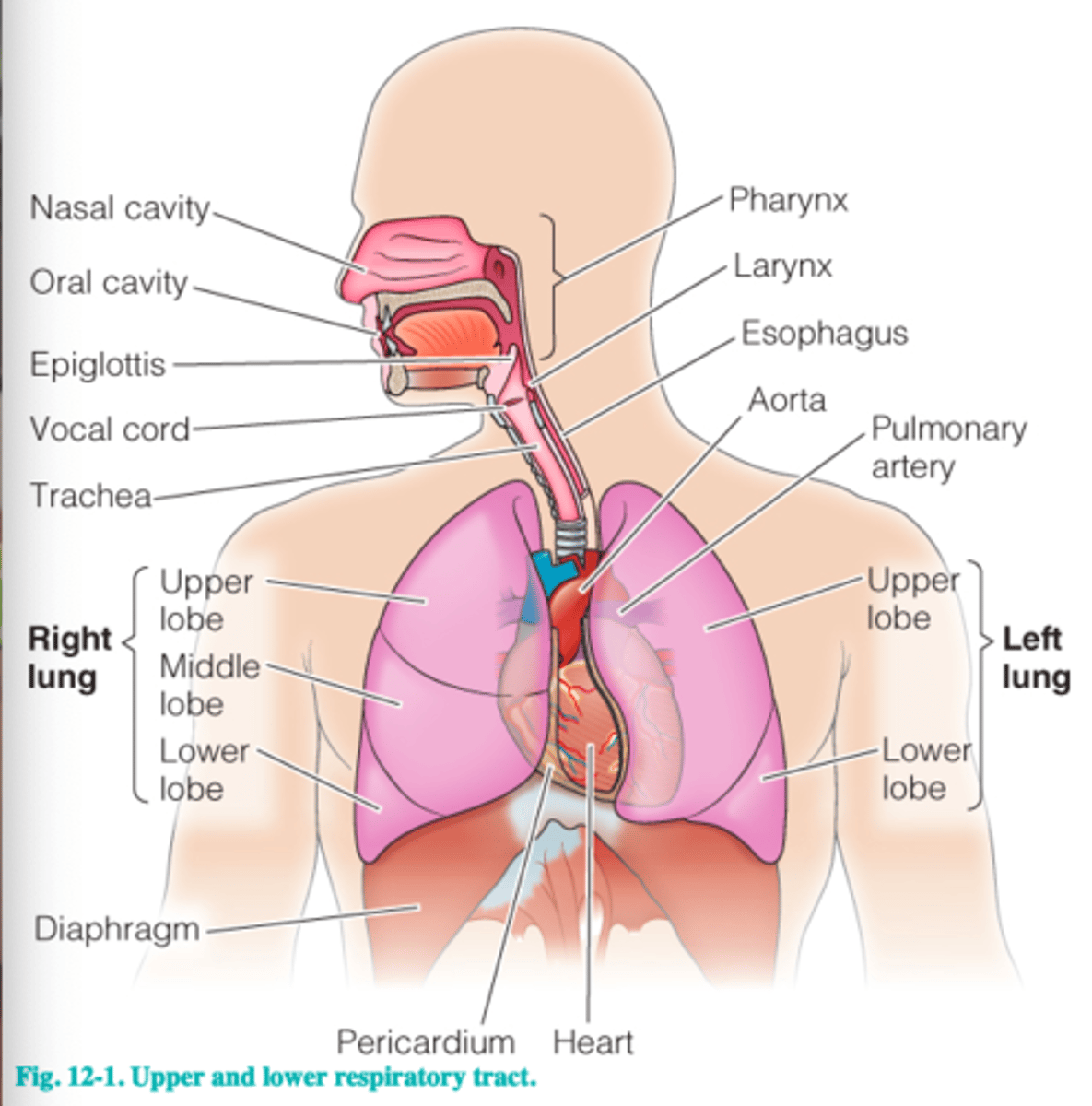 <p>the lungs, air passages, and breathing muscles; supplies oxygen to the body and removes carbon dioxide</p>