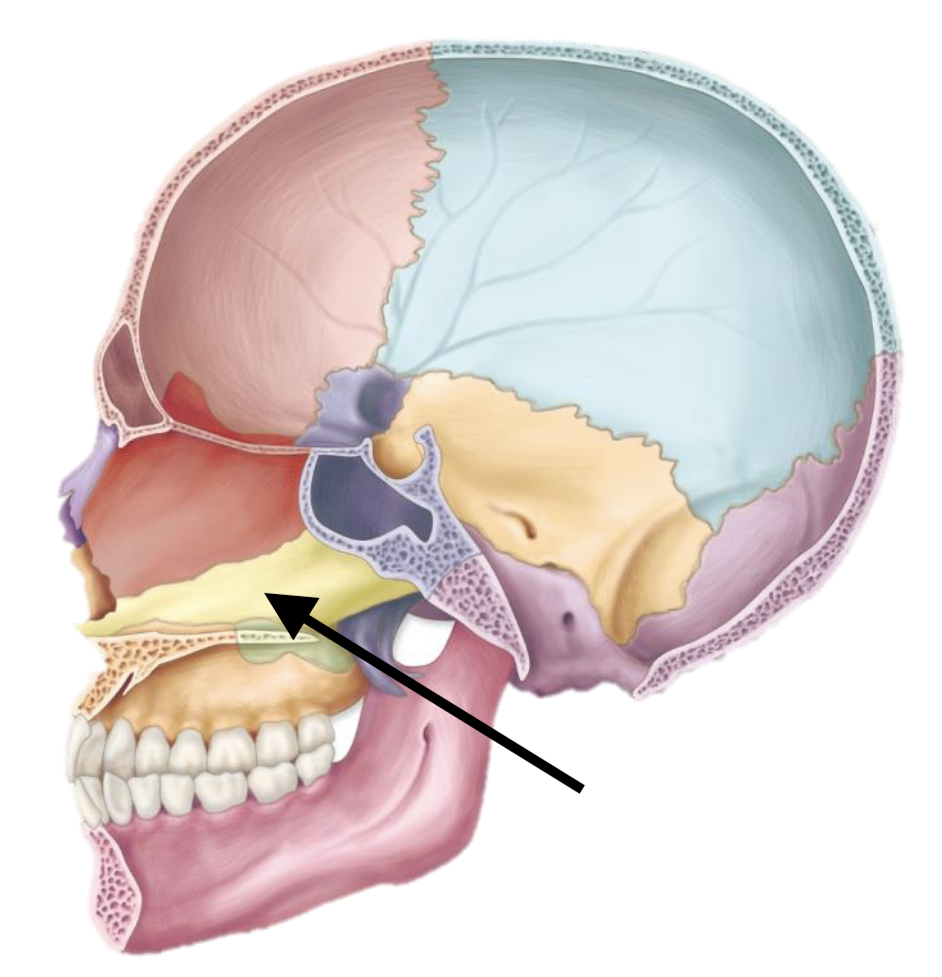 <p>Name the bone</p>