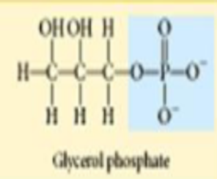 <ul><li><p>organic phosphates</p></li></ul><p></p>