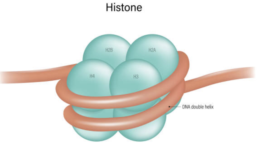 <ul><li><p>A DNA and protein complex. DNA wraps tighter around histones</p></li><li><p><span style="background-color: transparent;">DNA portion of nucleosomes contains 75 base pair wrap arounds, wrapping around twice for a total of 150 base pairs</span></p></li><li><p><span style="background-color: transparent;">DNA is super long. Nucleosomes prevent DNA from breaking, taking up too much space or getting tangled</span></p></li></ul><p></p>