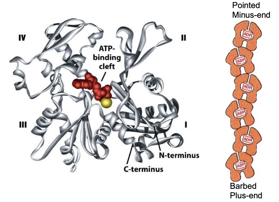 <ul><li><p><strong>G-actin</strong> = <strong>globular actin monomer</strong></p></li><li><p>Has <strong>4 structural domains</strong></p></li><li><p><strong>ATP-binding site</strong> located in <strong>cleft between domains 2 &amp; 4</strong></p></li><li><p>Each monomer is <strong>polar</strong></p></li><li><p>Filament polarity arises from <strong>monomer orientation</strong></p><ul><li><p><strong>ATP-binding pockets face the minus end.</strong></p></li><li><p><strong>Inside the filament</strong>, these pockets are <strong>hidden</strong>, except at the very end</p><ul><li><p><strong>Only the last few monomers at the minus end</strong> have their ATP-binding sites <strong>partially exposed</strong>.</p></li></ul></li></ul></li></ul><p></p>
