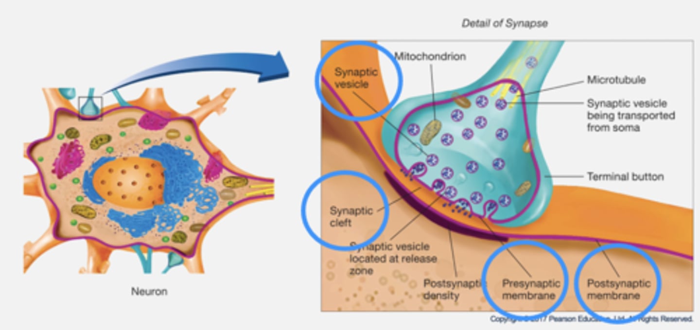 <p>The junction between two neurons (terminal buttons and membrane).</p><p>- One neuron connects to 50,000 others.</p><p>- Synaptic vesicles: some made in the soma and transported to button; others made by recycling from those that have already released neurotransmitter.</p><p>- Synaptic cleft: gap between the neurons (20nm).</p>
