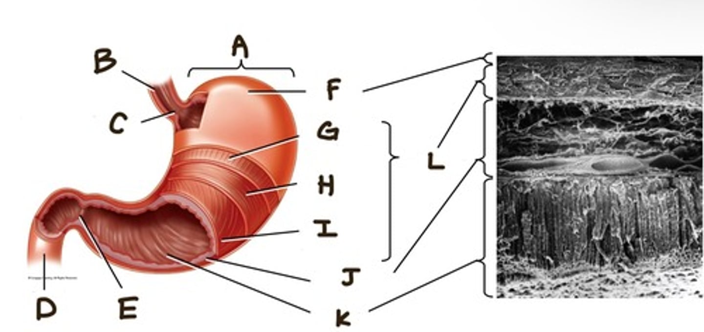 <p>A -> Stomach</p><p>B -> Esophagus</p><p>C -> Gastroesophageal</p><p>sphincter</p><p>D -> Duodenum</p><p>E -> Pyloric sphincter</p><p>F -> Serosa</p><p>G -> Longitudinal muscle</p><p>H -> Circular muscle</p><p>I -> Oblique muscle</p><p>J -> Submucosa</p><p>K -> Mucosa</p><p>L -> Muscularis</p>