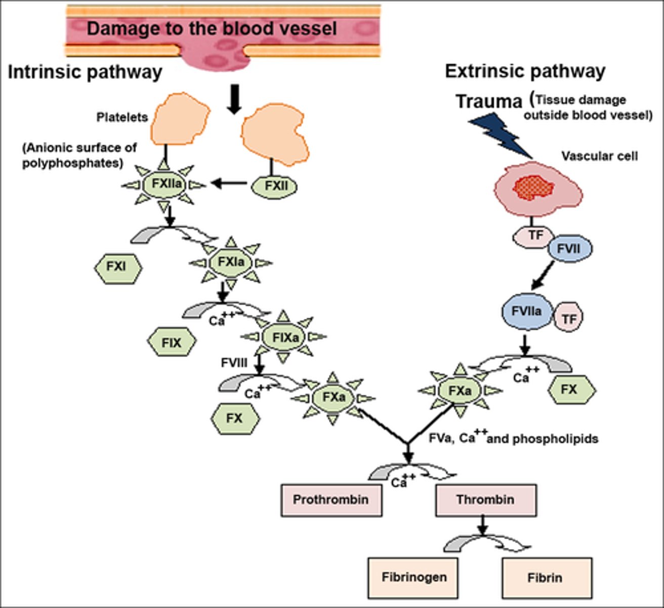 <p>1. Injury to a blood vessel triggers the release of clotting factors.</p><p>2. Clotting factors activate prothrombinase.</p><p>3. Prothrombinase converts prothrombin into thrombin.</p><p>4. Thrombin converts fibrinogen into fibrin, which forms a mesh to create a stable blood clot.</p>