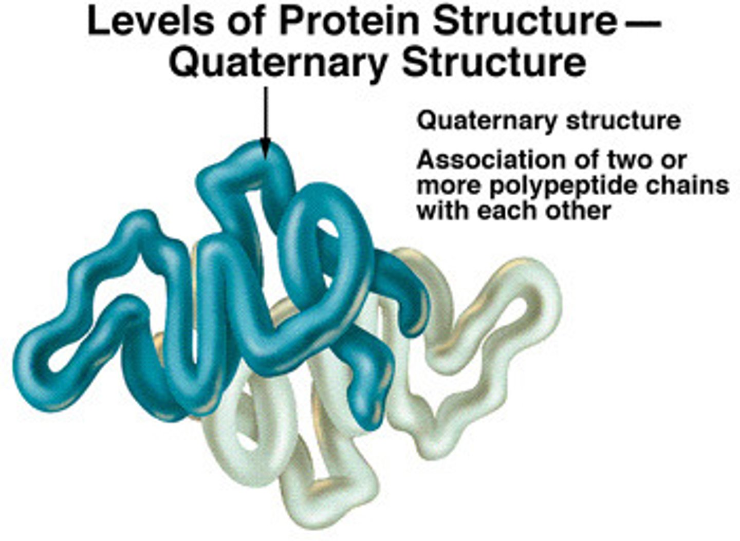 <p>When 2 or more polypeptide chains are linked together.</p>