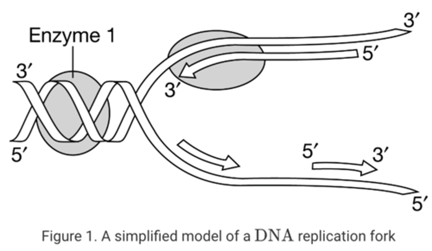 <p>d. Enzyme 1 is a topoisomerase that relieves tension in the overwound DNA in front of a replication fork.</p>