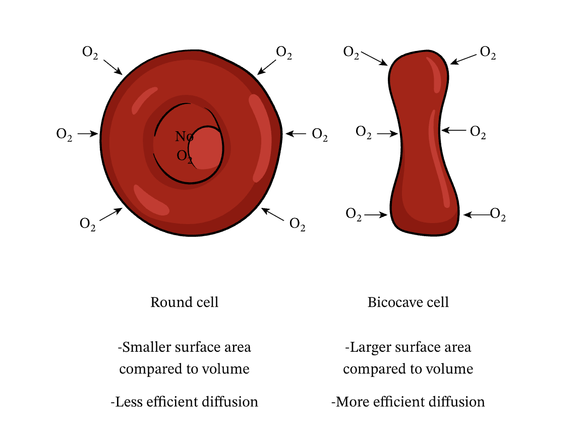 <ol><li><p>Biconcave shape: larger surface area compared to volume</p></li></ol><ul><li><p>Increases the rate at which oxygen diffuses out the cell</p></li><li><p>Shape also helps them squeeze through capillaries</p></li></ul><ol start="2"><li><p>Thin: oxygen has to travel shorter distance to diffuse</p></li><li><p>Don’t have a nucleus: to make more space for haemoglobin</p></li></ol><p></p>