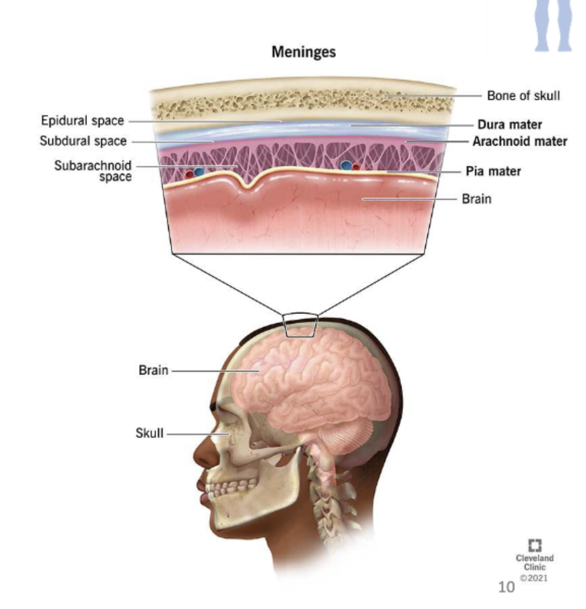 <p><span><span>The CNS is covered with three </span><em><span>protective membranes</span></em><span>:</span></span></p><ul><li><p><span><strong><span>Dura Mater</span></strong><span>: thick membrane, closest to the skull</span></span></p></li><li><p><span><strong><span>Arachnoid Mater</span></strong><span>. Not attached to the dura mater. Does not line the brain down to the sulci (except for the longitudinal fissure).</span></span></p></li><li><p><span><strong><span>Pia Mater</span></strong><span>. Delicate membrane that firmly adheres to the surface of the brain. Can get infected (</span><em><span>meningitis</span></em><span>).</span></span></p></li></ul><p></p>