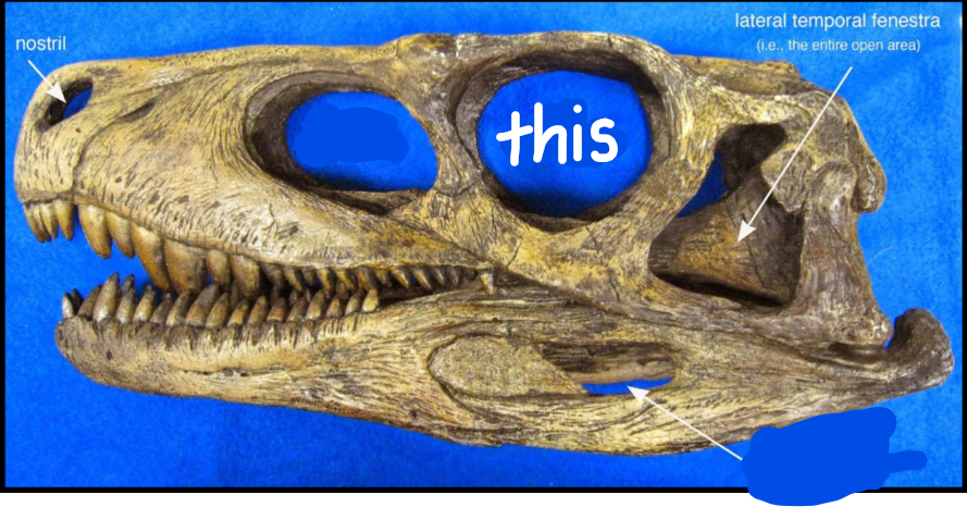 <p>The opening in the skull when the eye is </p>