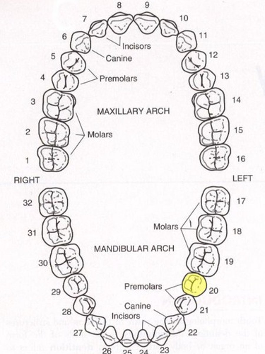 <p>Mandibular left second premolar</p>