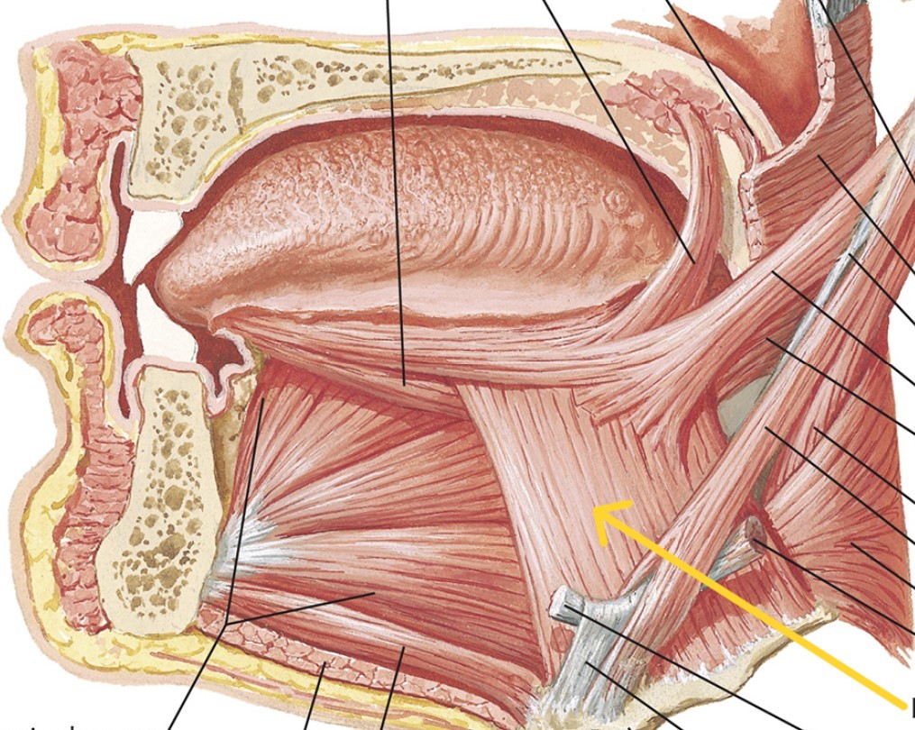 <p>Which muscle of the tongue is:</p><ul><li><p>Attach to hyoid</p></li><li><p>Action: depress &amp; retract tongue</p></li><li><p>Nerve: <span style="color: yellow;">CN XII</span></p></li></ul><p></p>