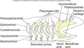 <ul><li><p>pharyngobranchial</p></li><li><p>epibranchial</p></li><li><p>ceratobranchial</p></li><li><p>hypobranchial</p></li><li><p>basibranchial</p></li></ul><p></p>