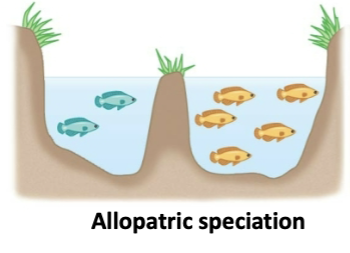<p>formation of a new species due to geographic isolation of populations, no interbreeding</p>