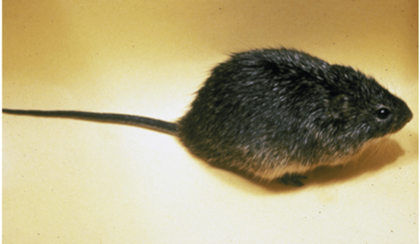 <p>tawny-bellied cotton rat</p>