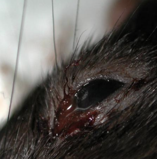 <p>What gland in rodents produces “rat tears” and looks like blood?</p>