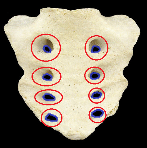 <p>four pairs on openings on the anterior (front) side</p>