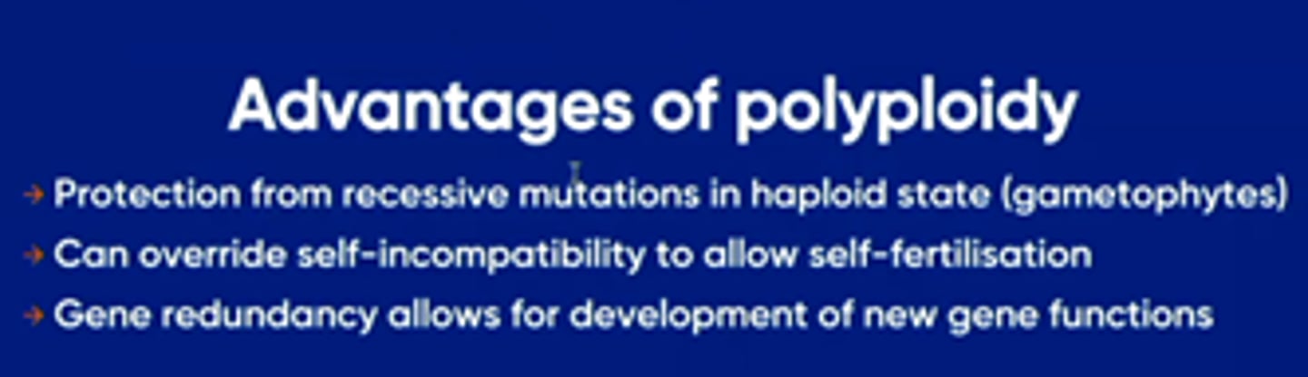 <p>- More chromosomes so larger cell nuclei → larger cells → larger leaves, stems, fruits, flowers etc.</p><p>- May allow plants to grow in a wider array of habitats and be more resistant to pests and diseases</p>