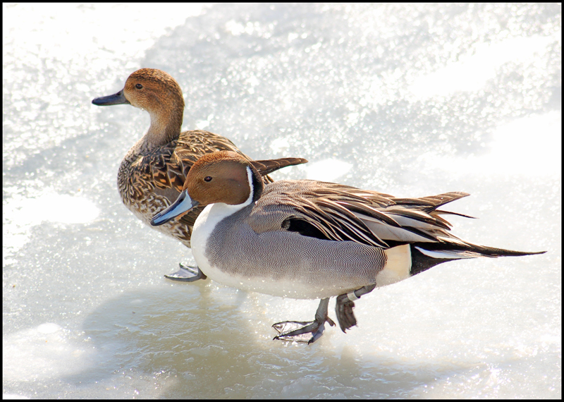 <p>Northern Pintail</p>
