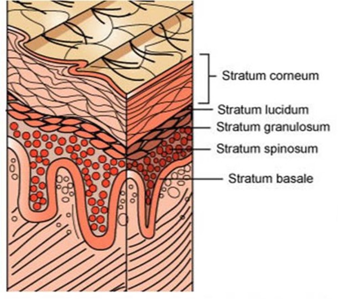 <p>deepest layer of epidermis; single row attached to the dermis, contains the youngest cells</p><p>- close to the blood supply in the dermis</p><p>-> only stratum healthy enough to reproduce</p><p>-> daughter cells here are pushed upward as more cells are produced and eventually die</p><p>-> will be hardened with keratin as they make their way to the top</p><p>Britney</p>