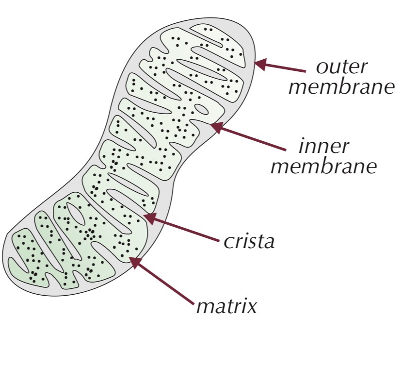 <ul><li><p>Oval-shaped organelle</p></li><li><p>Double membrane:</p></li><li><p>Outer membrane</p></li><li><p>Inner membrane folded into cristae</p></li><li><p>Inside is the matrix containing respiration enzyme</p><ul><li><p>Function:</p></li><li><p>Site of aerobic respiration</p></li><li><p>Produces ATP</p></li><li><p>Found in large numbers in energy-demanding cells<br>Exam Tip: Never say mitochondria “produce energy” – they produce ATP</p></li></ul></li></ul><p></p>