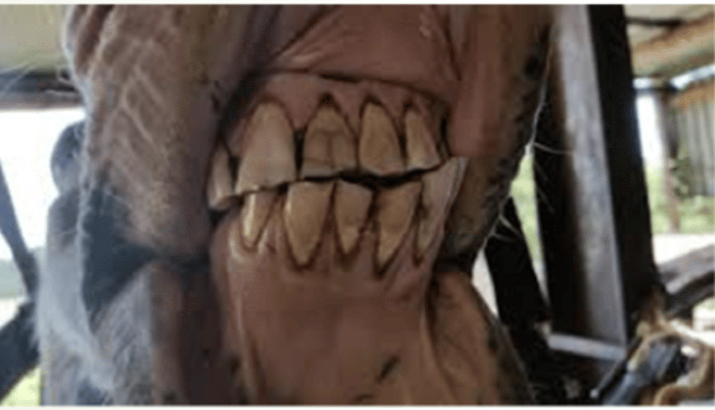 <p>Identify the pathology?</p>