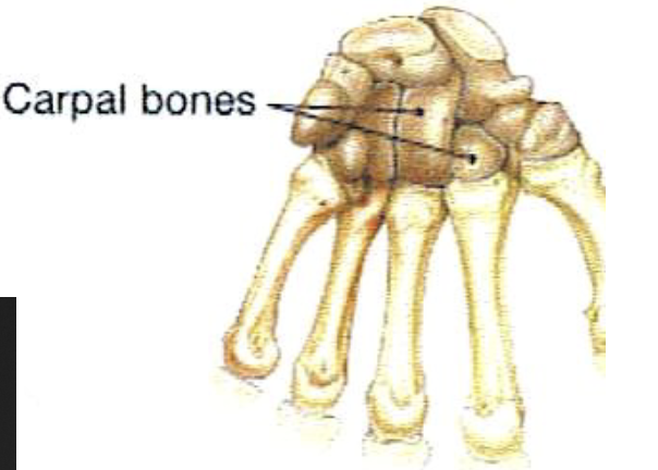 <p>-Cubed shaped </p><ul><li><p>Wrist and ankle bones </p></li><li><p>Sesamoid bones which includes the patella </p></li></ul><p></p>