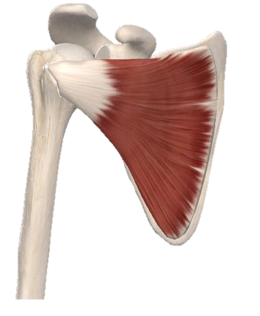 <p>muscle???</p>