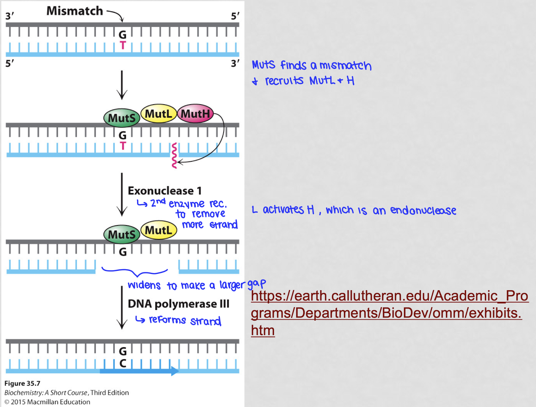 <ol><li><p>if the 3’ → 5’ exonuclease doesn’t catch it right away, MM repair steps in</p></li><li><p>the MutS protein complex finds the mismatch by recognizing the distortion caused by the wrong BP</p></li><li><p>MutL binds are helps coordinate the repair by finding which strand is new (not methylated)</p></li><li><p>MutH cuts out a section of the wrong DNA strand, including the mismatch</p></li><li><p>DNA polymerase fills the gap with the correct NT</p></li></ol><p></p><p>MutS recognizes the incorrect BP and recruits MutL and MutH. MutL activates MutH which is an endonuclease that cleaves the newly synthesized DNA strand close to the mismatch</p>