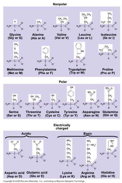 <ul><li><p>are organic molecules with carboxyl and amino groups</p></li><li><p>differ in their properties due to differing side chains called R groups</p></li></ul>