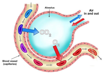 <p>→ dissolves in alveolar epithelial surface fluid</p><p>→ crosses lung epithelial cell</p><p>→ crosses endothelial cell, enters capillary</p><p>→ enters red blood cell, binds to hemoglobin</p>