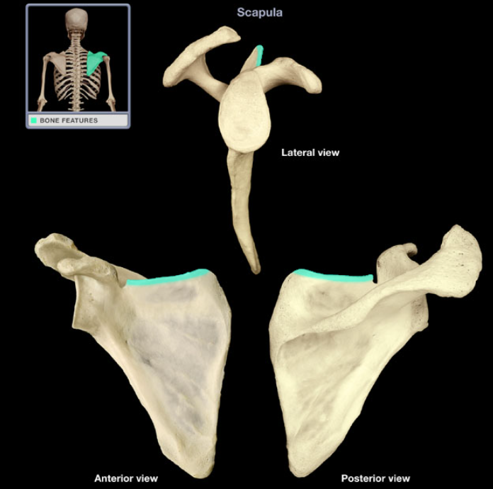<p>Superior border of scapula</p>