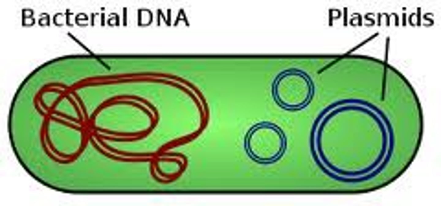 <p>A small, circular loop of DNA separate from the chromosome, typically found in bacteria.</p>