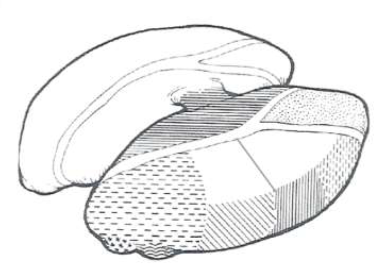 <p>The bumps are _________</p>