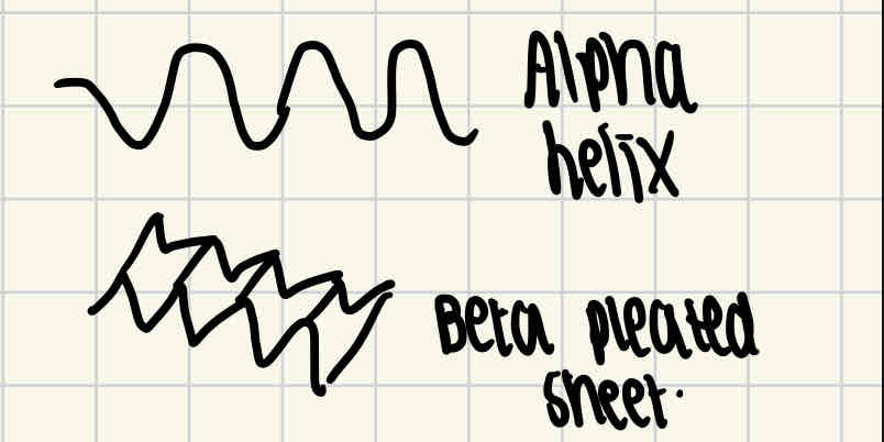 <p>Hydrogen bonds are formed between the amino acid, which change the straight shape into a more kinked shape. This either causes it to coil into an alpha helix or a fold into a beta pleated sheet.</p>