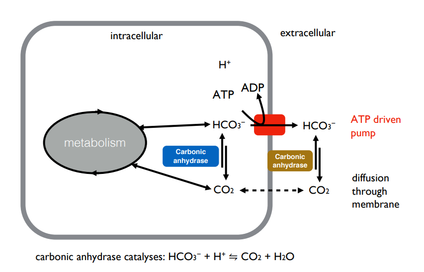 <p>HCO<sub>3</sub><sup>-</sup> is converted into CO<sub>2</sub> (catalysed by carbonic anhydrase) which is free to diffuse across the membrane where it is converted back into HCO<sub>3</sub><sup>-</sup> using carbonic anhydrase performing the reverse reaction. HCO<sub>3</sub><sup>-</sup> is charged and cannot travel back across the membrane. Hence this mechanism can be used to transport CO<sub>2</sub> in excess out of respiring cells in an energy efficient way.</p>