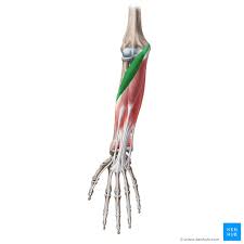 <p>Function: Forearm pronation &amp; elbow flexion</p><p>Exercise: Dumbbell pronation &amp; supination</p><p>Stretch: Assisted supination</p>