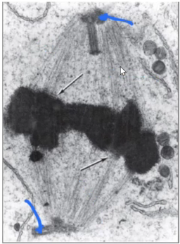 <p>Identify the specific structure</p>